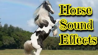 Horse Sound Effects [upl. by Ronica546]