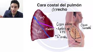 Anatomía  Sistema Respiratorio  Pulmón y Traquea [upl. by Firmin457]