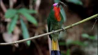 Burung Master  CirikCirik Kumbang  RedBearded BeeEater [upl. by Steady104]