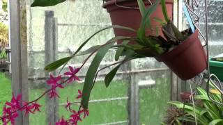 OrchideenSpezialist Hardy Fussenegger minGarta uf Weag 25102014 [upl. by Dworman]