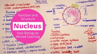 Nucleus Structure and Function  Cell Biology [upl. by Yeldarb]