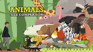 Wild Animals Size Comparison  Animal Animation [upl. by Aenel]