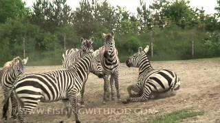 Givskud Zoo Denmark [upl. by Caraviello242]