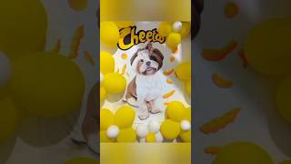 Cheetos ou Shih Tzu 🤪 shihtzu cheetos arte [upl. by Dietrich]