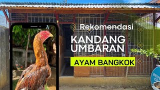 Manajemen Kandang untuk peternakan Ayam Bangkok Skala Rumahan [upl. by Dayle]