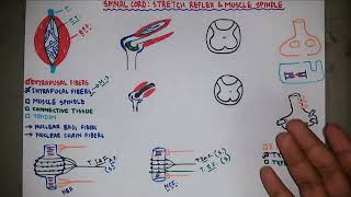 Stretch Reflex  Muscle Spindle  Knee Jerk Reflex  Neurology  Neurophysiology  Bangla [upl. by Einomrah494]