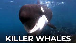 Killer Whales  The Amazing Journey of a Young Orca  Free Documentary Nature [upl. by Ner]