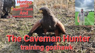 Hunting With Harris Hawk and Training Goshawk [upl. by Esiuolyram866]