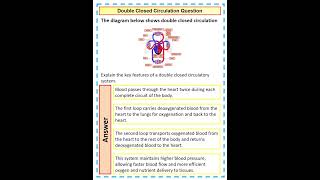 How to Answer an A Level Biology Double Closed Circulation Practice Question [upl. by Einnahpets]