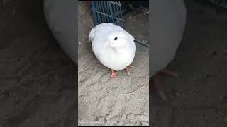 white teeter birds available subscribe viralshort [upl. by Laws]