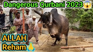 Khatarnak bachre ki Qurbani 2023😱 Bachra khabo se bahar😔 [upl. by Farrel]