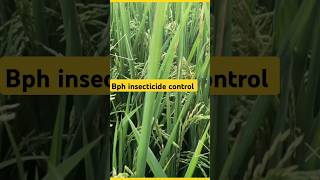 🌾Bph control insecticide 🌾 How to control Bph  bhura mahu ki dawa shorts shortsfeed [upl. by Yenaiv]