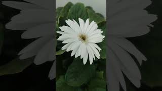 White Gerbera Medium gerbera flowers garden gardening [upl. by Pet425]