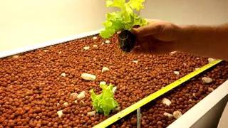 Transplant a plant into hydrotonhydroponic [upl. by Adlitam413]