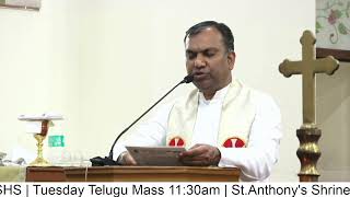 Fr Christuraj SHS  Tuesday Telugu Mass 1130am  StAnthonys Shrine Mettuguda  31224 [upl. by Haseena]