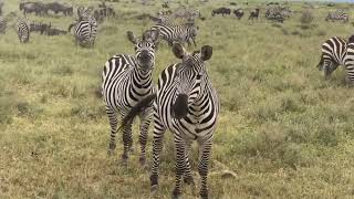 Great Migration In Tanzania is Spectacular [upl. by Velda]