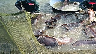 Amazing Grouper Farm  Harvesting Grouper in Aquaculture Pond [upl. by Ttegirb]