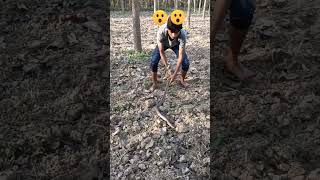 checkered keelback Snake 😲  snake animalrescue ytshorts youtubeshorts [upl. by Kirsteni]