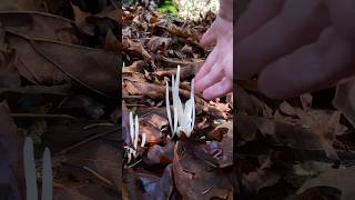 🧚🏽💅 Fairy fingers fungi asmr mushrooms [upl. by Ulphia]