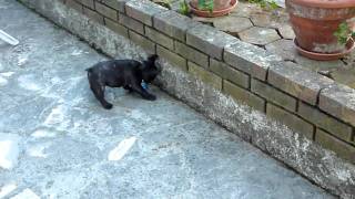 Griffin bouledogue français joue avec une bouteille en plastique 2 mois 4 jours [upl. by Enyleve]