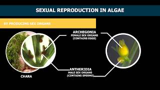 Reproduction In Algae [upl. by Eanil]