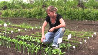 How to Grow Radishes from Seed  Gurneys Video [upl. by Valencia]