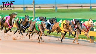 Australian champion Greyhound race [upl. by Aniweta]