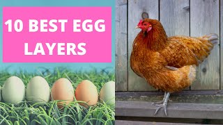 BEST CHICKENS FOR LAYING EGGS [upl. by Recneps]