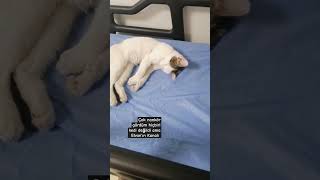 Son dakika aniden rahatsızlanan kedi hastaneye kaldırıldı [upl. by Lednahs]