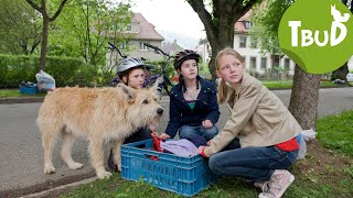 Hundefänger Folge 17  Tiere bis unters Dach  SWR Plus [upl. by Irtimid]