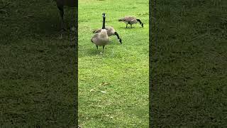 Canada Goose 🪿 canadagoose subscribemychannel subscribe shorts trending viral youtubeshorts [upl. by Lenka]