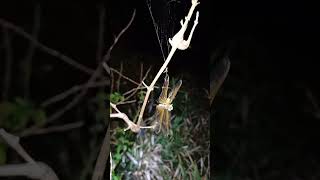 OrbWeaver Spider Take Down A DragonFly spiderhunter spiderorgweaverdragoflyinsectwarsgagamba [upl. by Gnanmos]