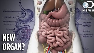 You Now Have A New Organ Meet The Mesentery [upl. by Pack]