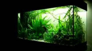 33 gal planted tank  Nature Aquarium [upl. by Simonsen]