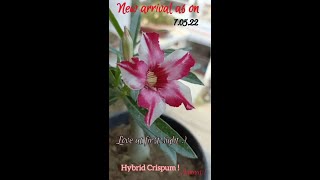 Crispum Hybrid  Love at first sight [upl. by Sulamith]