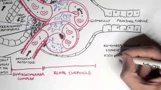 Nephrology  Kidney Physiology Overview [upl. by Arualana]