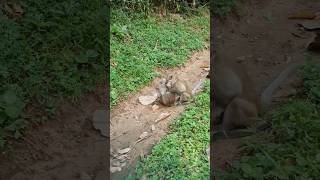 Wildlife monkey in Mohanokor troop wildanimal shortsvideo [upl. by Kantor556]