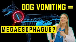 Megaesophagous in Dogs Simply Explained  Survival time [upl. by Dnalrah929]