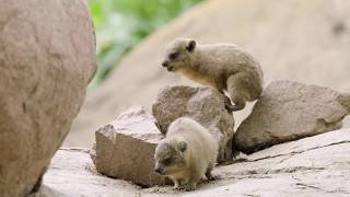 Baby Hyraxes Bounce amp Play [upl. by Anivlem]