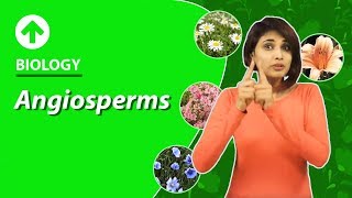 Angiosperms  Diversity In Living Organisms  Biology  Class 9 [upl. by Valorie]