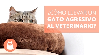 Cómo llevar un gato agresivo al veterinario  Educador de Gats [upl. by Najram]