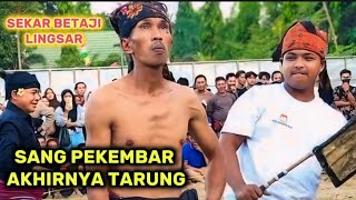 Pekembar Sekar bertaji Lingsar tarung di arena peresean terbaru [upl. by Ueihttam805]