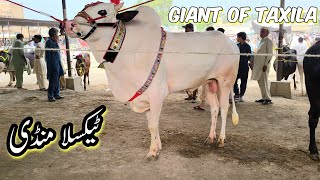 Taxila Mandi Latest Update  Qurbani Bakra Eid ul Adha 2024  Livestock Market Cow Cattle [upl. by Charlean646]