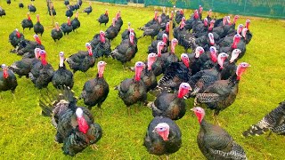 Turkeys Gobbling  Funny Turkey Gobble Videos [upl. by Mairam]