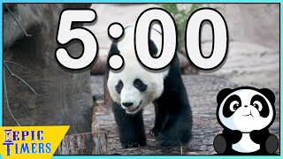 5 Minute PandaTimer with relaxing music for classrooms and more [upl. by Kos214]