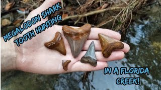 Florida Megalodon Shark Tooth Hunting  PaleoCris Hates Me Now [upl. by Togram]