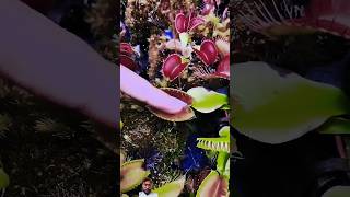 carnivorous plants sundew nature plants naturesundewcarnivore [upl. by Anawed]