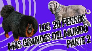 Descubre Gigantes Asombrosos e Increiblemente Amorosos Parte 2 perrosgrandes [upl. by Onahpets]