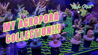 My Acropora SPS Coral Collection [upl. by Ancilin23]