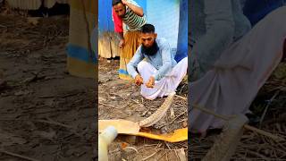 Snake in abounded yeard Its an cobra vanu rescue animalrescue tiktok Part2 [upl. by Parthen762]